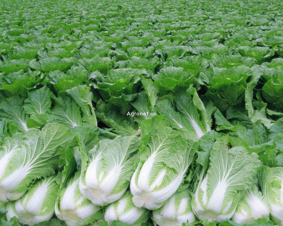 ӦŰײ